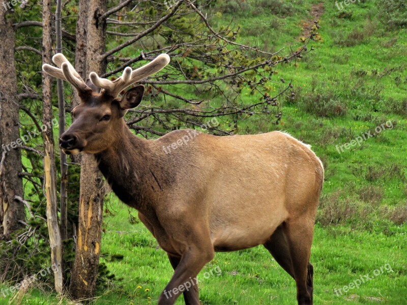 Elk Brown Male Wyoming Yellowstone