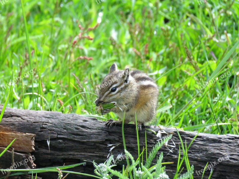 Chipmunk Rodent Hiking Wyoming Yellowstone