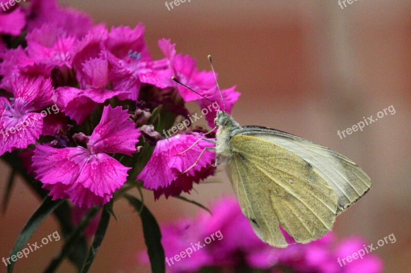 Sweet William Butterfly Garden Summer Free Photos