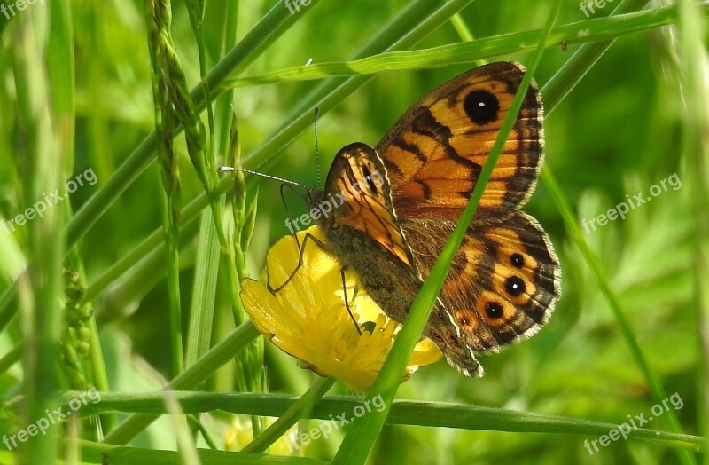 Wall Fox Butterfly Close Up Animal Macro