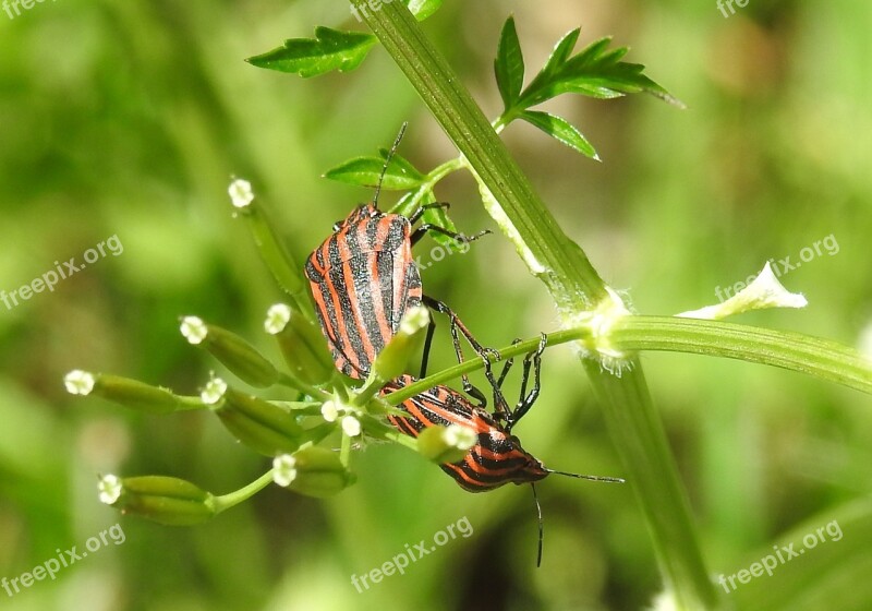 Insect Nature Bug Animal Pairing