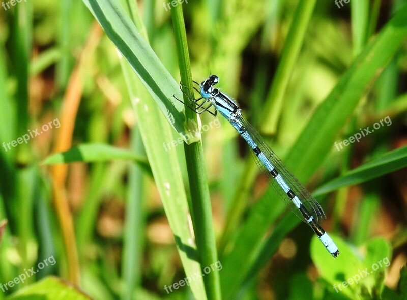 Dragonfly Insect Close Up Macro Wand Dragonfly