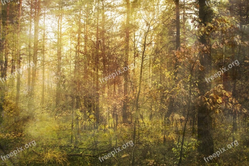 Spring Forest Light Landscape View