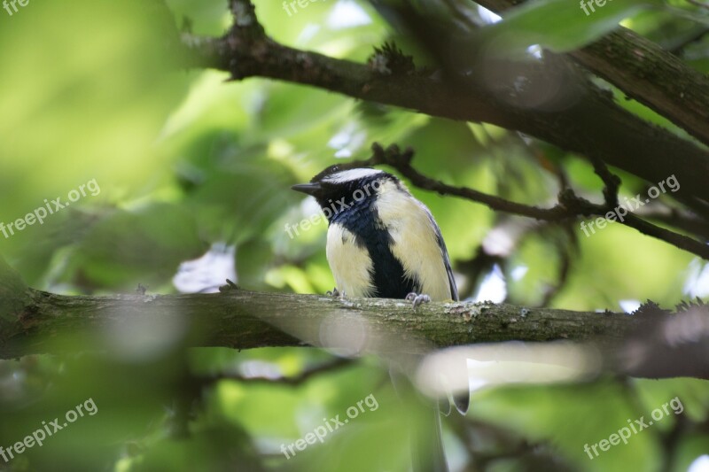 Bird Tree Feather Animal Nature