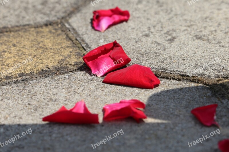 Corpus Christi Feast Red Rose Petals On The Floor Tradition Holiday Church