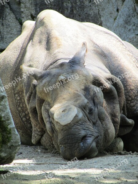 Asian Rhinoceros Animal Park Hellbrunn Rhino Battered Horn Dormant