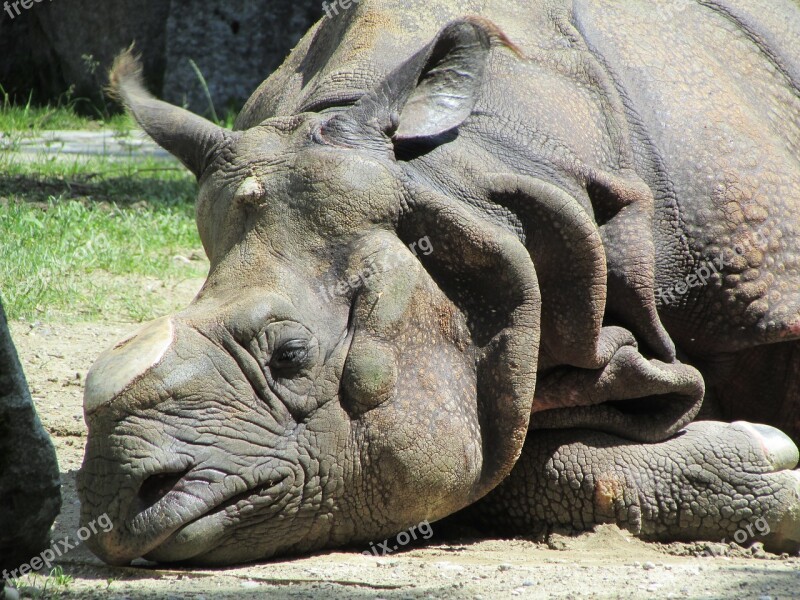 Tierpark Hellabrunn Dormant Sun Asian Rhinoceros Battered Horn