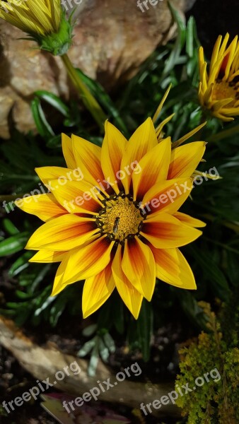 Nature Flower Plant Garden Leaf