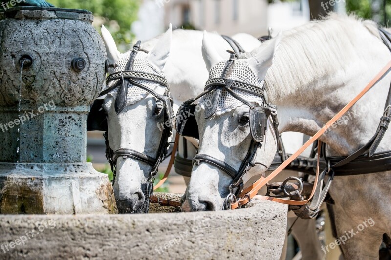 Baden Baden City Horse Drink Residenzstadt