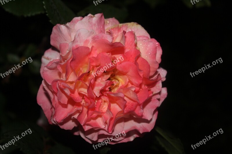 Pink Rose In The Night Rose Black Background Pink Floribunda