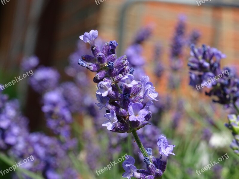 Plant Close Up Small Nature Flower