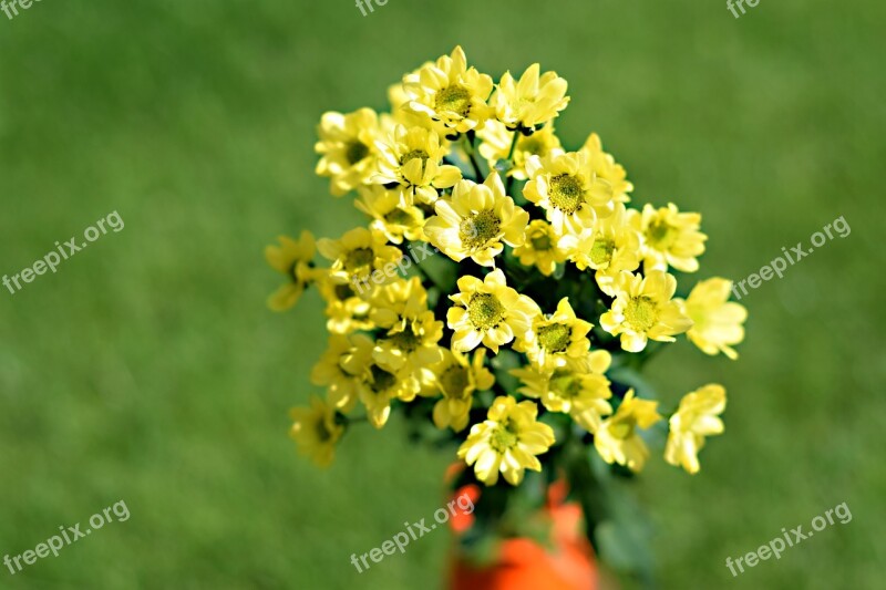 Chryzantény Flowers Yellow Flowers In Bloom Flowers Nature