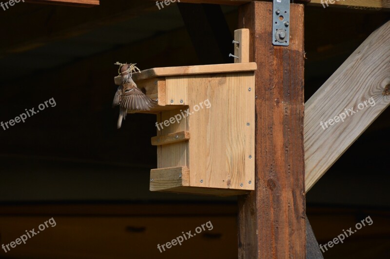 Nest Building Aviary Finch Free Photos