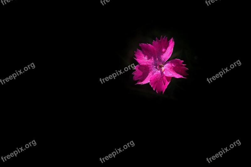 Flower Pink Pink Flower Carnation Small Carnation