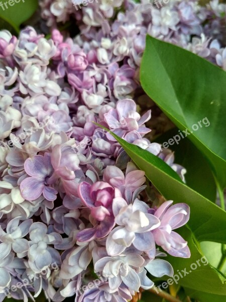 Flower Lilac Small Flower Plant Spring