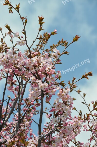 Cherry Blossoms In Full Bloom Blue Sky Free Photos