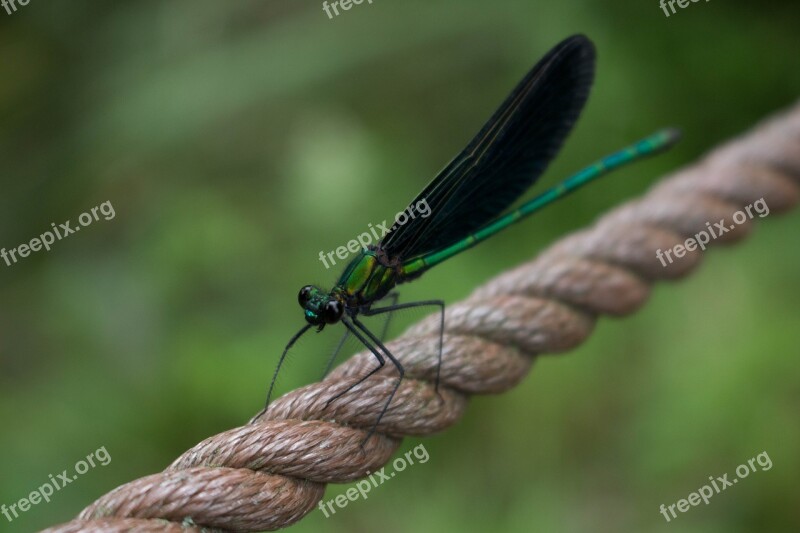 Dragonfly Bug Fly Insect Glasses