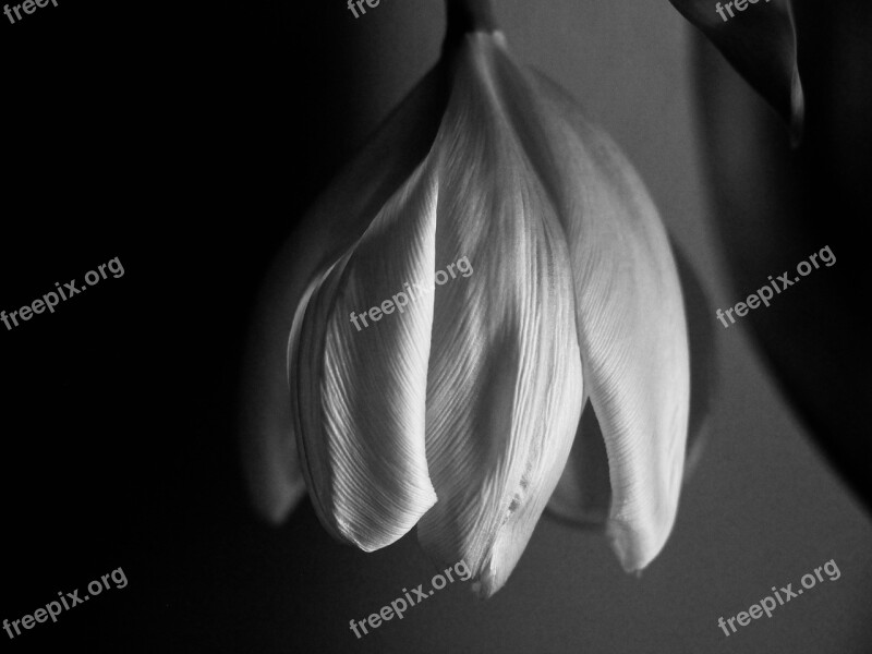 Tulip Wilting White Black And White Flower