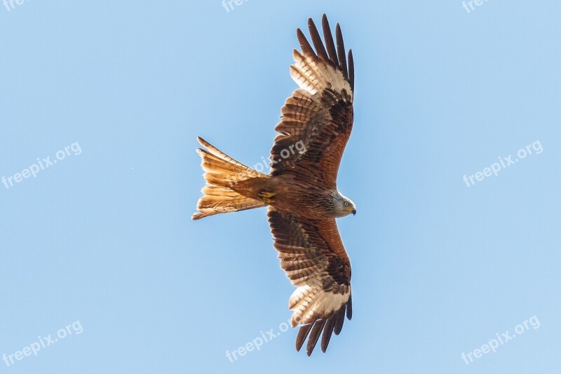 Red Milan Red Kite Raptor Bird Bird Of Prey