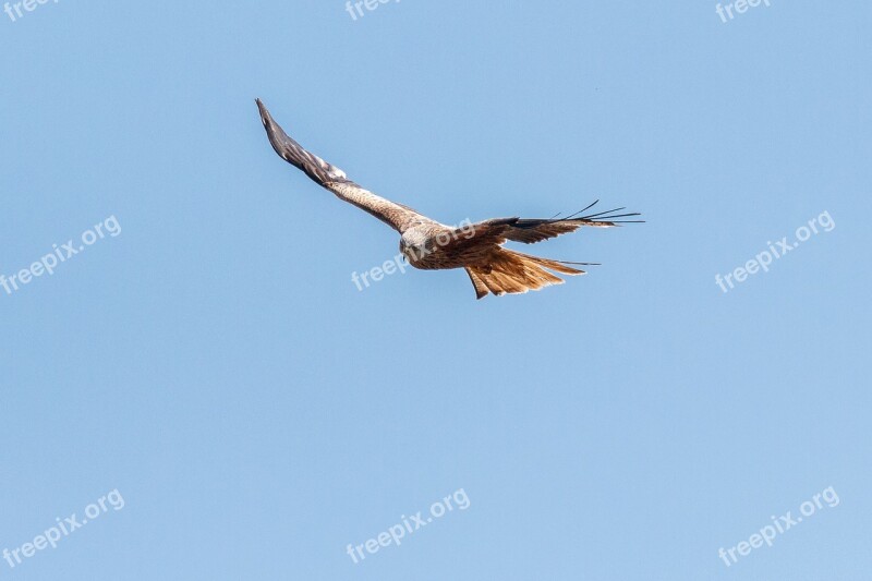 Red Milan Red Kite Raptor Bird Bird Of Prey