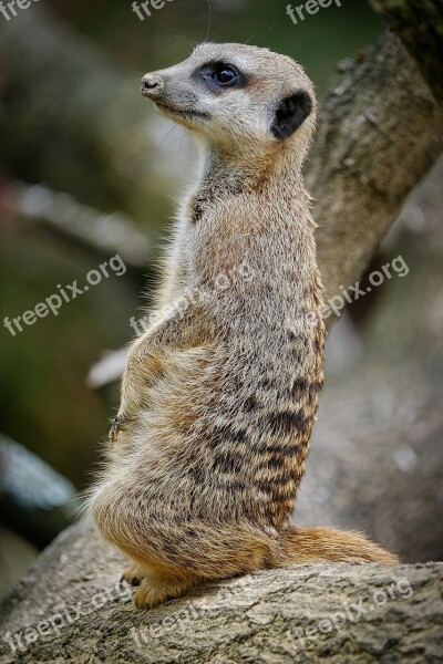 Meerkat Zoo Animals Cute Nature