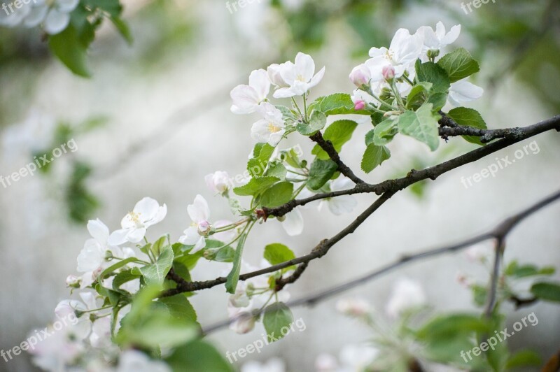 Spring White Flowers May Bloom Flower