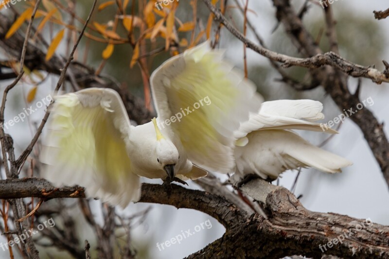 Cockatoo Bird Wild Takeoff Flight