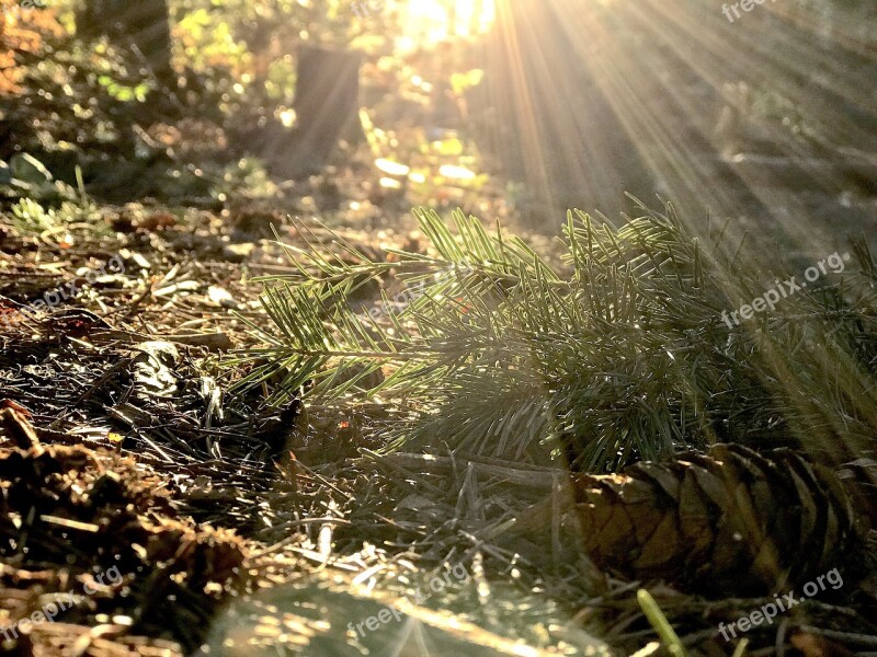 Forest Nature Environment Habitat Sunset