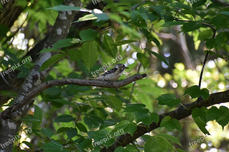 Animal Fresh Green Wood Sunbeams Bird