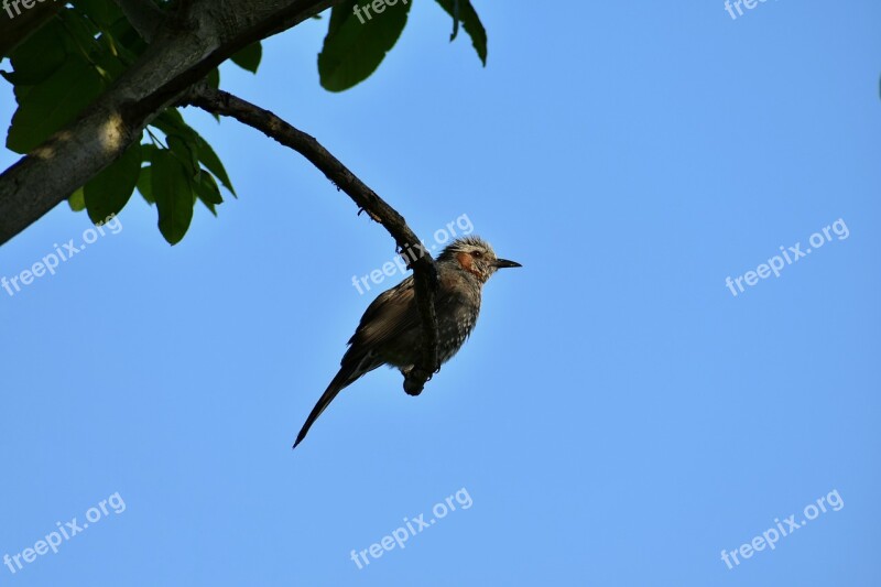 Animal Sky Wood Bird Wild Birds