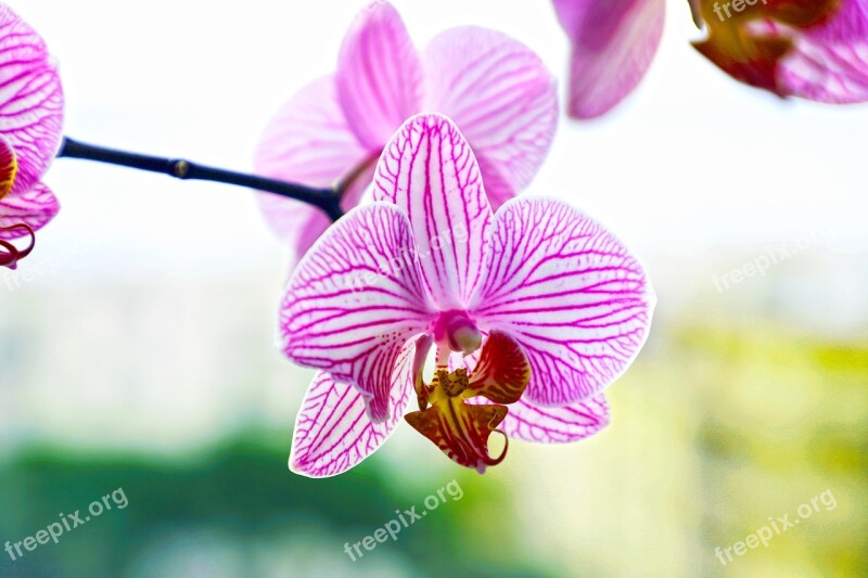 Orchid Violet Flower Petals Orchids