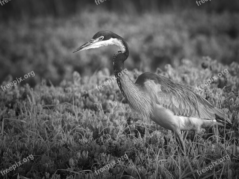 Black-headed Heron Bird Heron Nature Crane