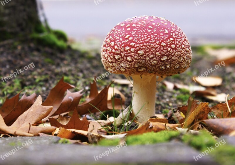 Mushroom Autumn Nature Mushrooms White Dots