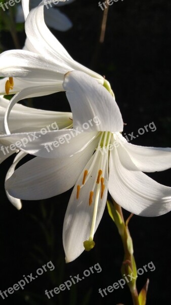 Lilium White Nature Pollen Beautiful