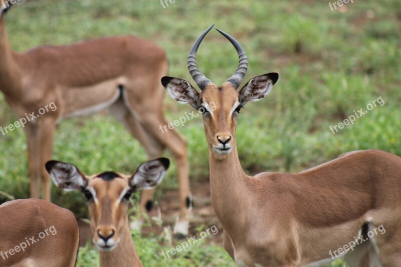 South Africa Kruger National Park National Park Free Photos