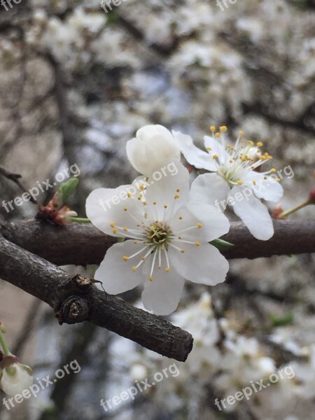 Apple Flower Flower Flowers Tree Garden