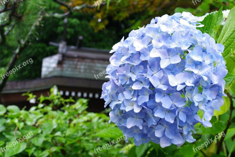 Hydrangea Plant Flowers Rainy Season Hydrangeas