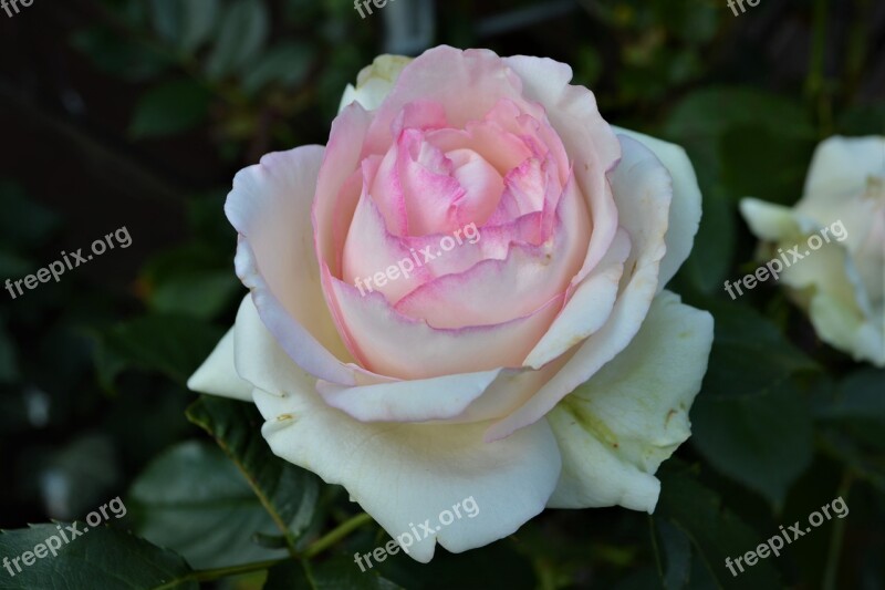 Rose Weis Pink Pink Rose Blossom Bloom