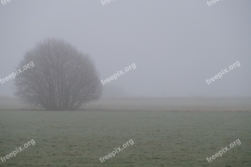 Fog Nature Landscape Mood Tree