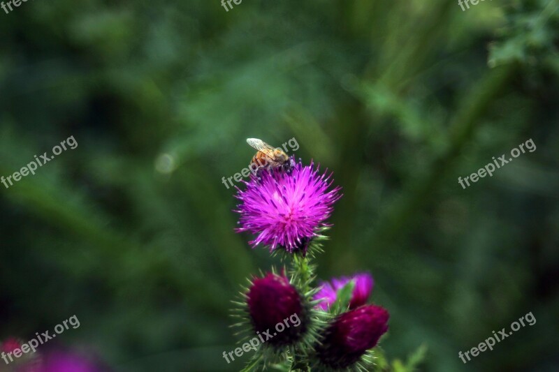 Thistle Booger Flowers Booger Thistle Korean Flower Flowers