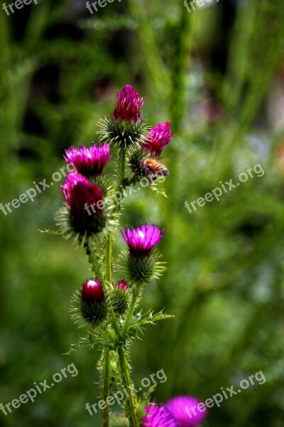 Thistle Bug Flowers Plants Affix