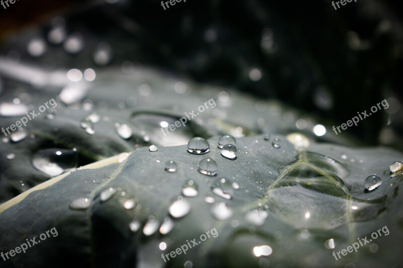 Leaf Green Nature Drop Of Water Drip