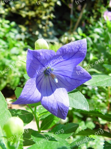 Balónovník Veľkokvetý The Chinese Doorbell Blue Flower Drugs Nature