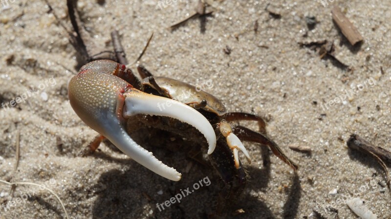 Crab Claw Animal Crustacean Ocean