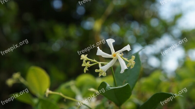 Jasmine Flower Floral Blossom Branch