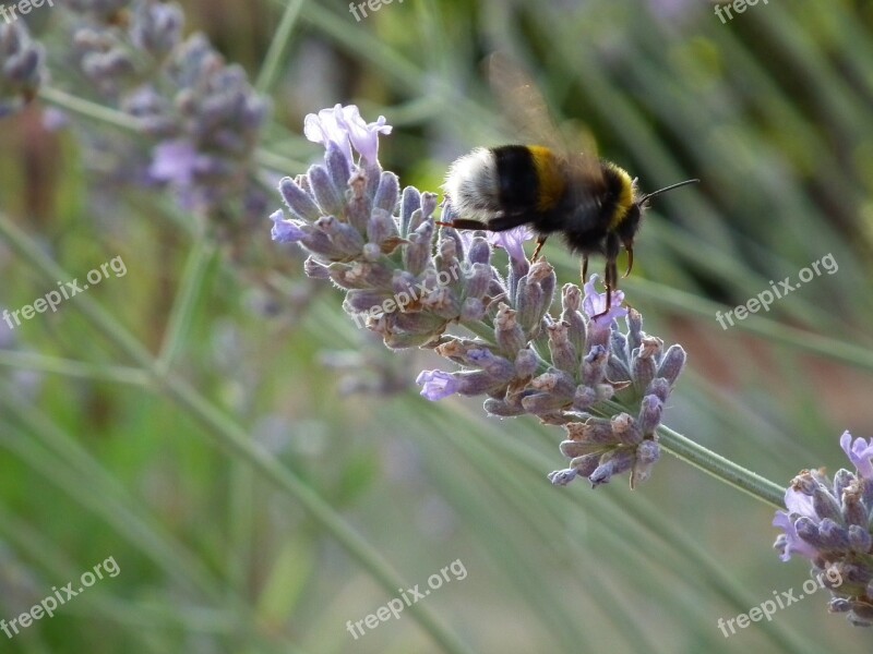 Lavender Bee Forage Flower In Flight