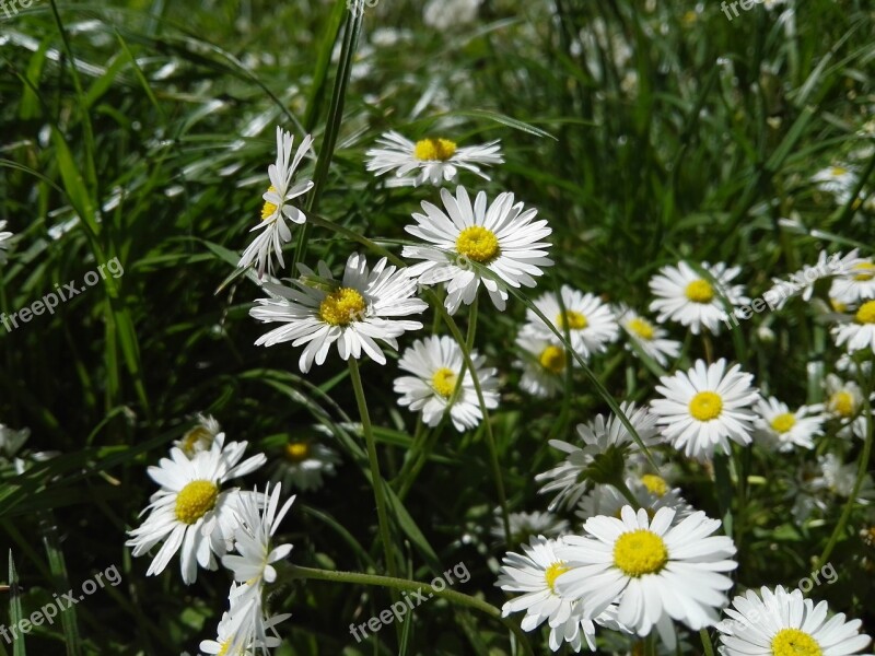 Flowers Pure Nature Wildflowers Spring