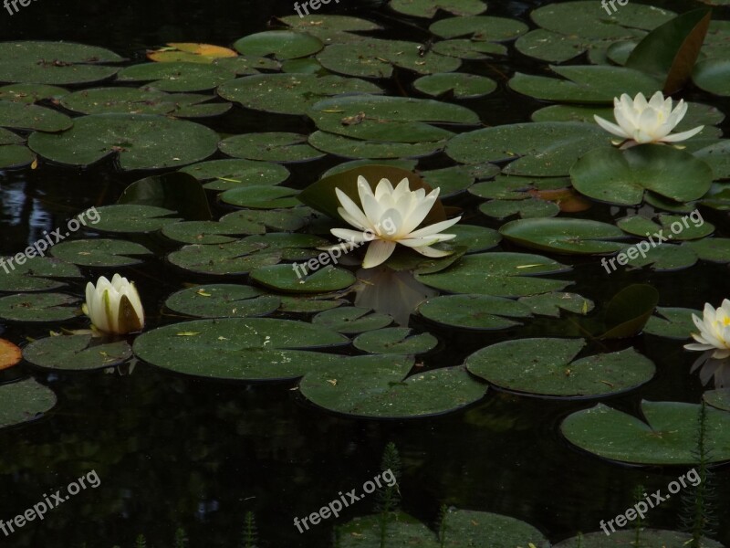 Water Water Lilies Green Free Photos