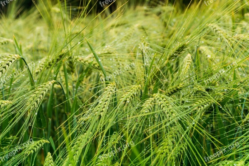 Grain Rain Raindrop Cereals Grains