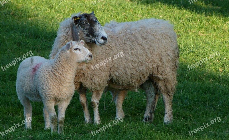 Sheep Ewe Lamb Farm Wool